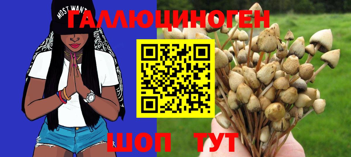 Курчатов  купить закладку  Псилоцибиновые грибы Magic Shrooms  Вход с VPN  Псилоцибиновые грибы Cubensis 